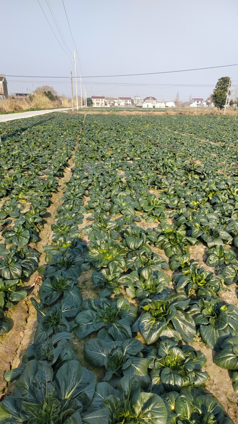 黑塌菜