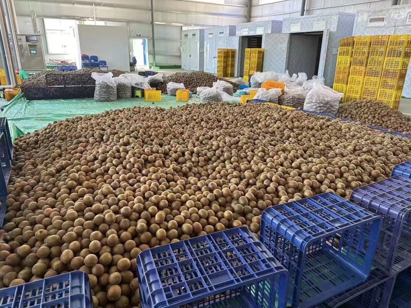 罗汉果厂家直供价格实惠品质保证欢迎联系咨询