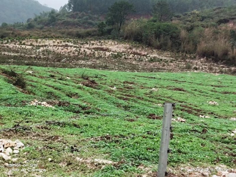 油菜籽种子厂家货源批发价格全国发货价格便宜欢迎下单咨询