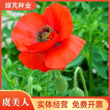 虞美人种子冰岛虞美人重瓣红色虞美人多年生花卉四季易种