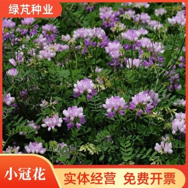 小冠花种子护坡灌木种子多年生草籽四季可播固土固沙根系发达