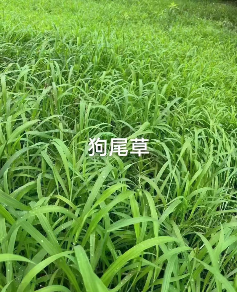 狗尾草种子厂家货源批发价格全国发货价格便宜欢迎下单咨询