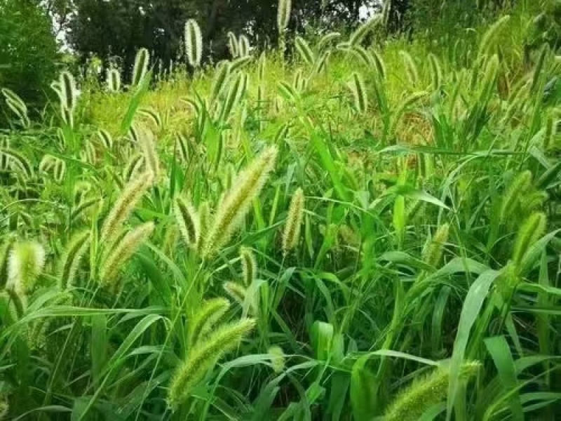 狗尾草种子厂家货源批发价格全国发货价格便宜欢迎下单咨询