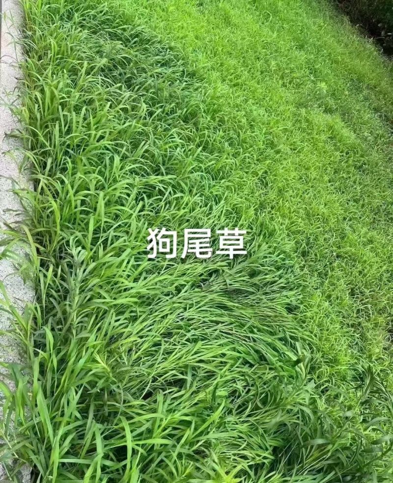 狗尾草种子厂家货源批发价格全国发货价格便宜欢迎下单咨询