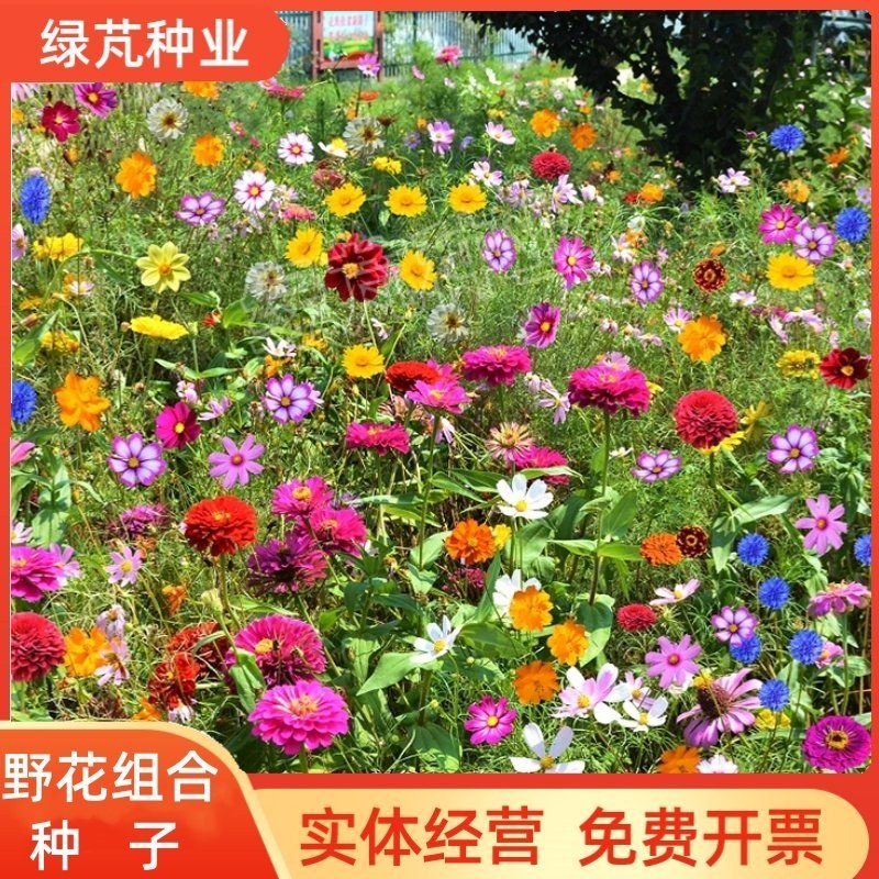 野花组合种子多年生四季开花庭院绿化花海可种粗化管理