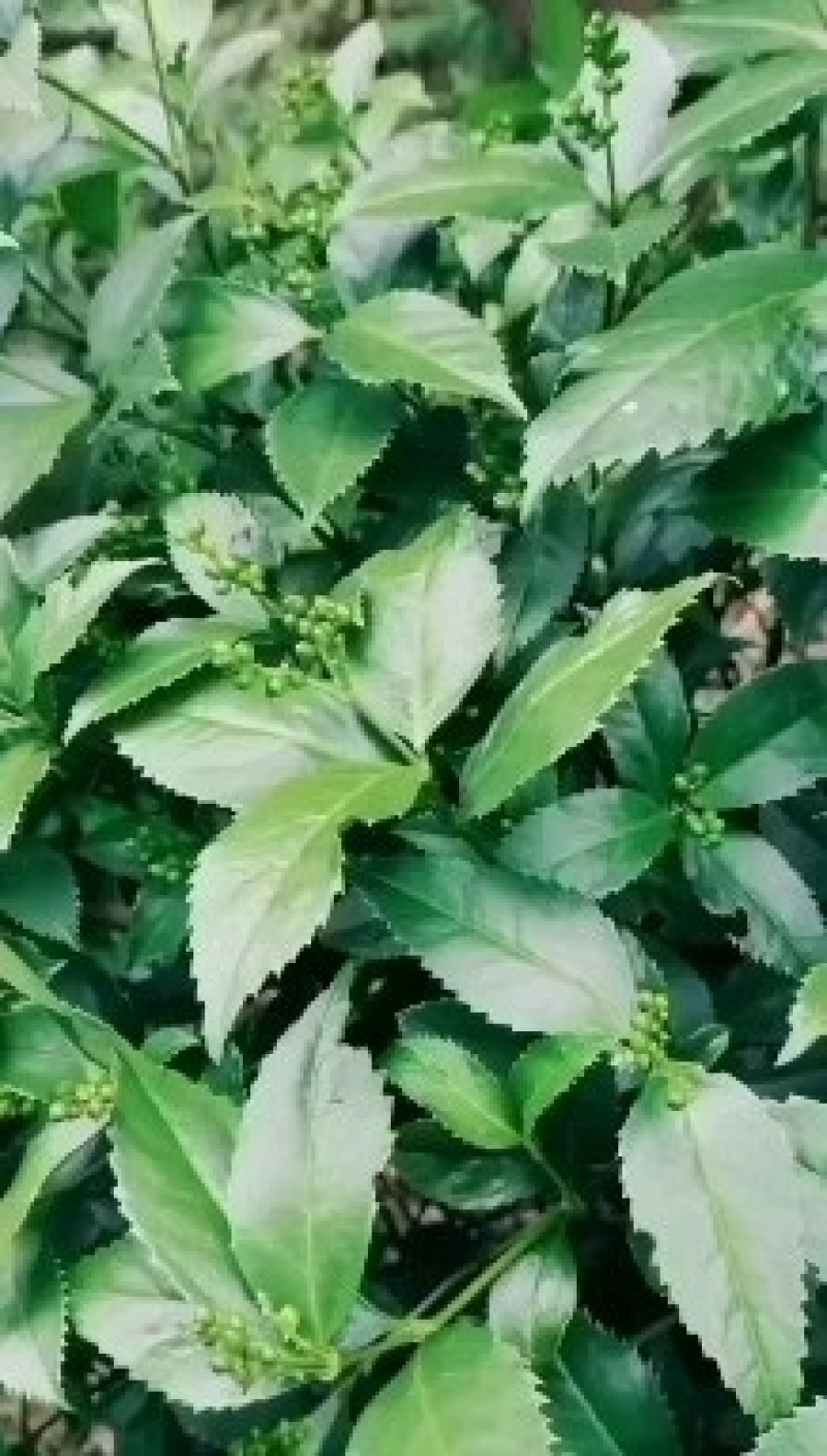 2025年产地批量销售贵州野生草珊瑚种子现采供应