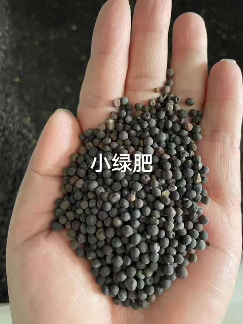 毛苕子种子厂家货源批发价格全国发货价格便宜欢迎下单咨询
