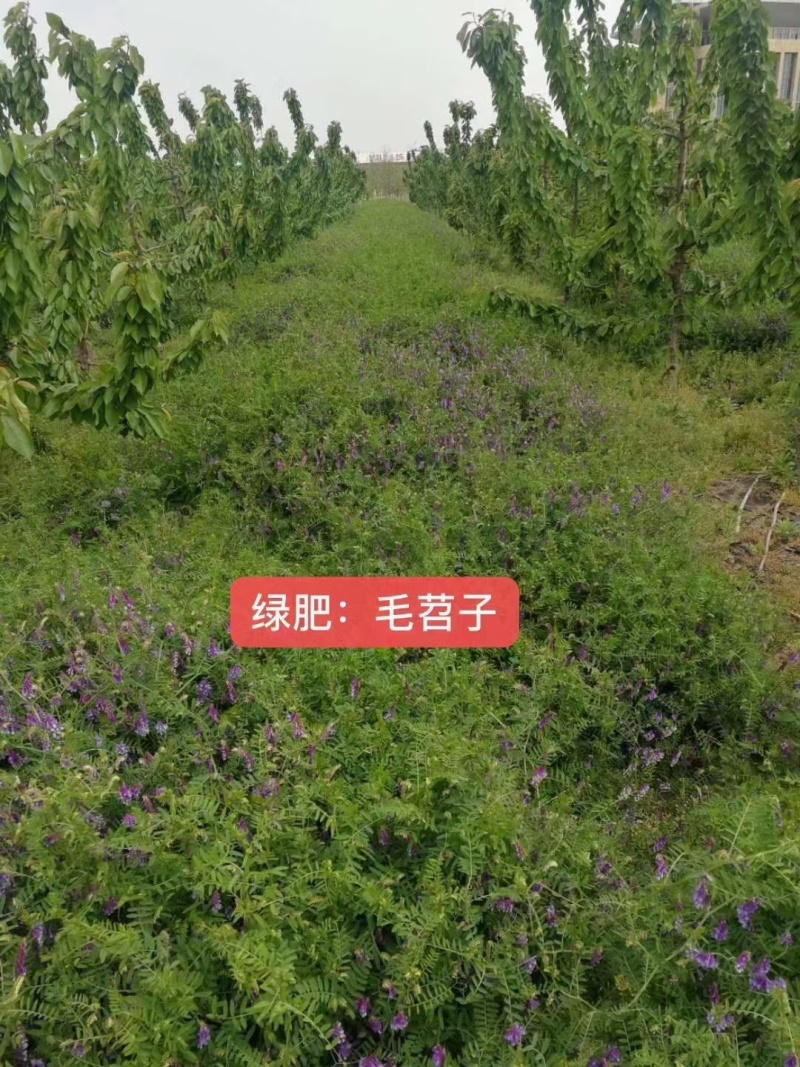 毛苕子种子厂家货源批发价格全国发货价格便宜欢迎下单咨询