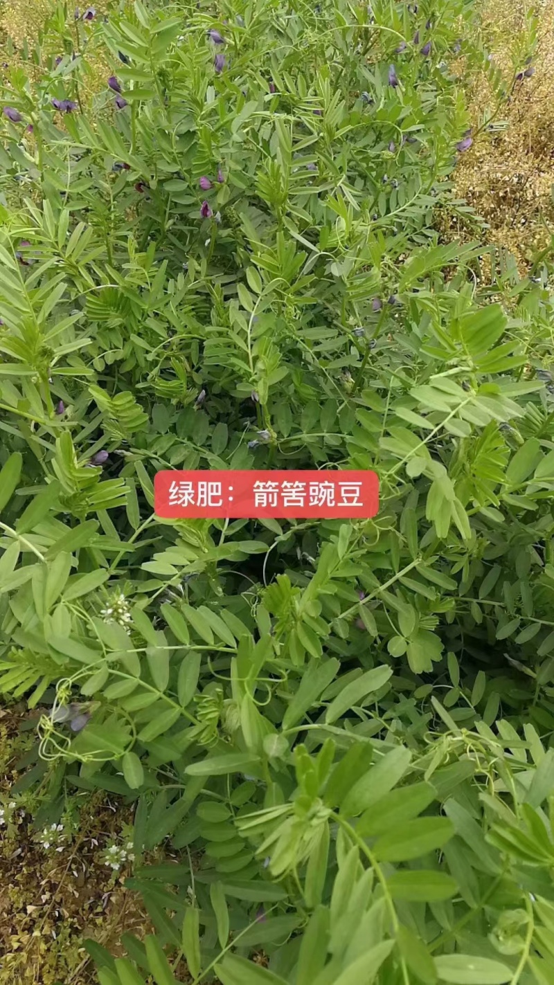 毛苕子种子厂家货源批发价格全国发货价格便宜欢迎下单咨询