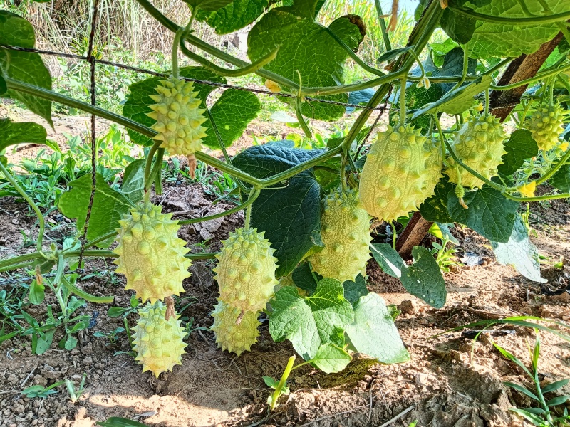 海南冬季瓜果火参果批量种植
