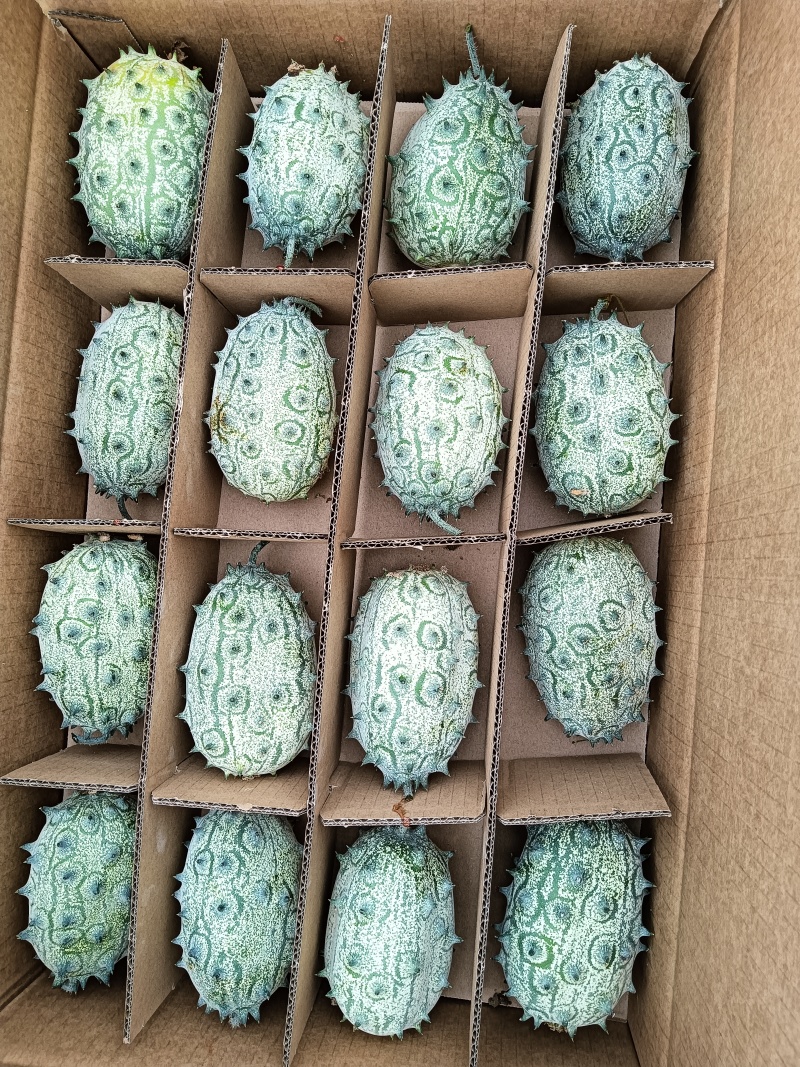 海南冬季瓜果火参果批量种植