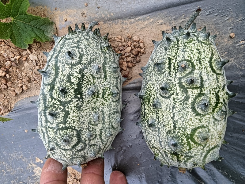 海南冬季瓜果火参果批量种植