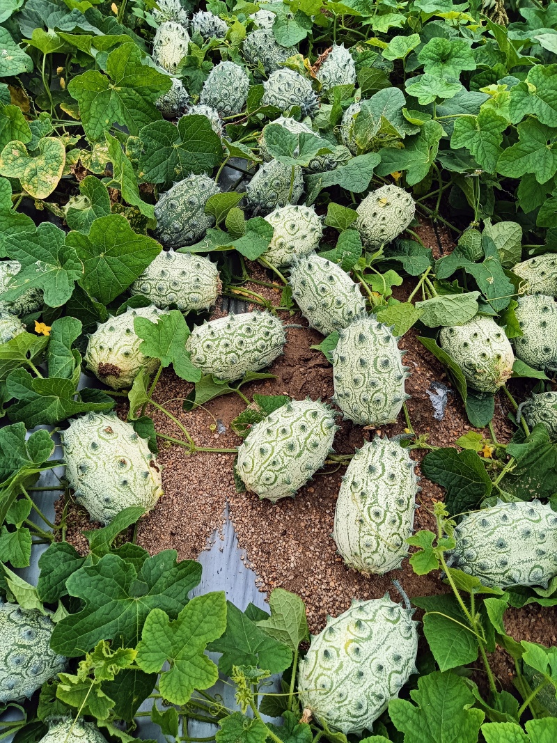 海南冬季瓜果火参果批量种植