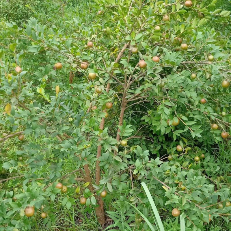 山茶油