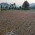 山茶油