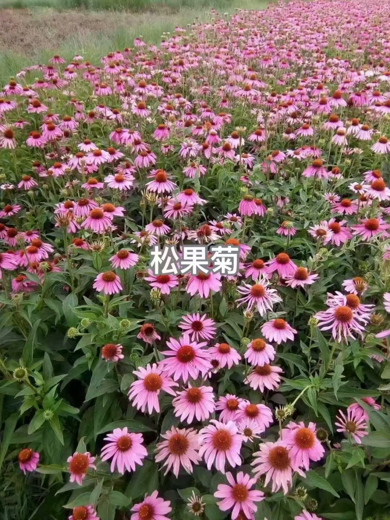 松果菊种子厂家货源批发价格全国发货价格便宜欢迎下单咨询