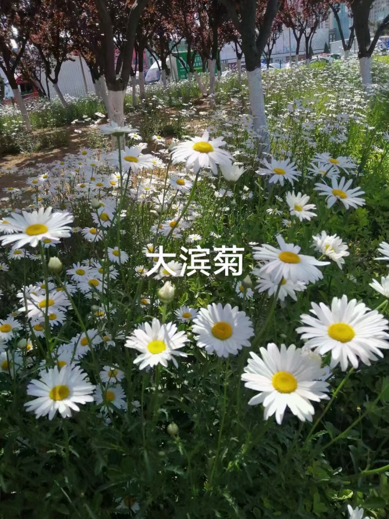 大滨菊种子厂家货源批发价格全国发货价格便宜欢迎下单咨询