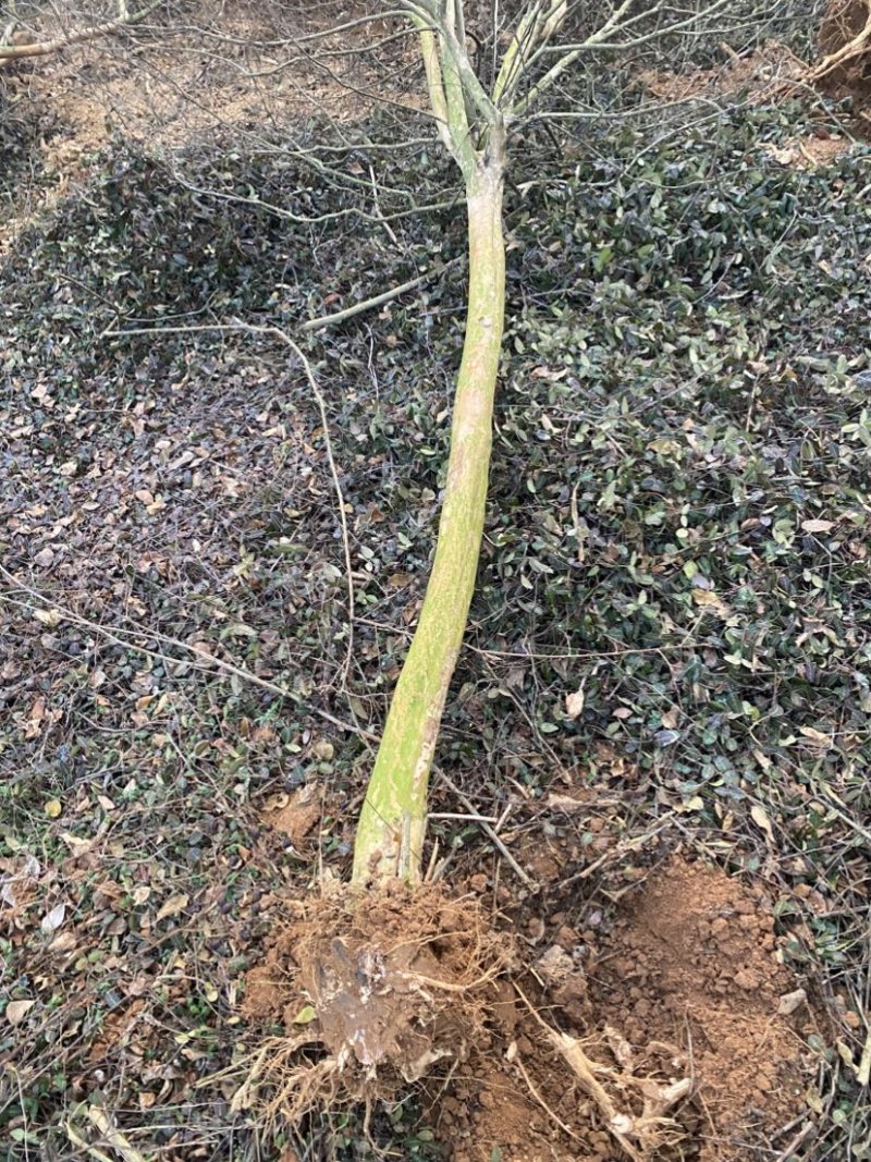 退田处理占地裸根紫薇3-5-6-8-10公分粗