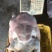 大量供应外塘养殖广西黄沙鳖