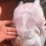 大量供应外塘养殖广西黄沙鳖