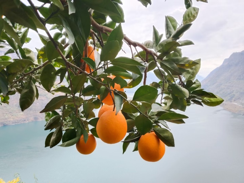 大凉山雷波脐橙