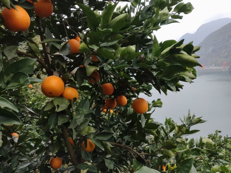 大凉山雷波脐橙