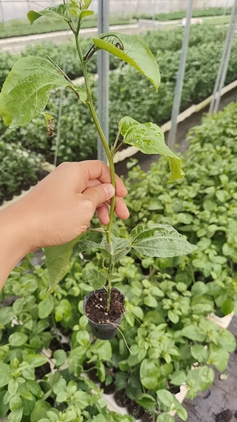 广西灵山黄金百香果9号嫁接苗