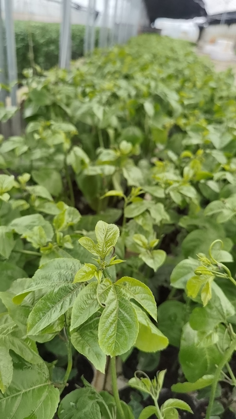 广西灵山黄金百香果9号嫁接苗