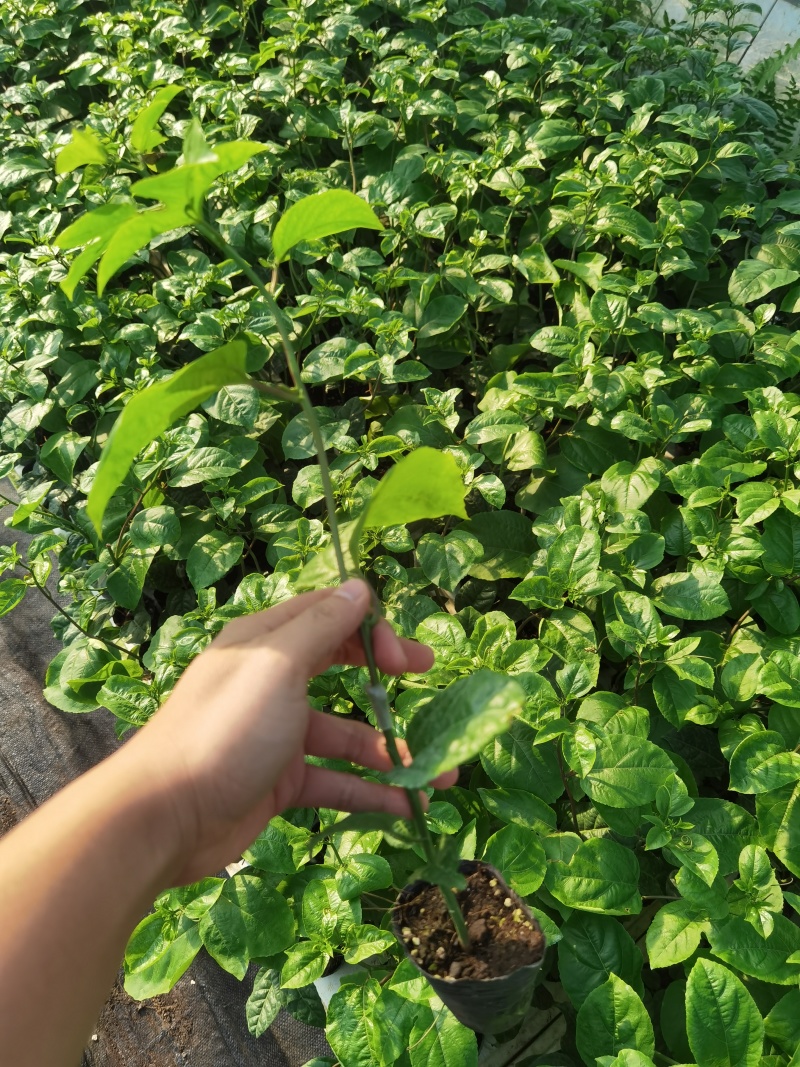 广西灵山黄金百香果9号嫁接苗