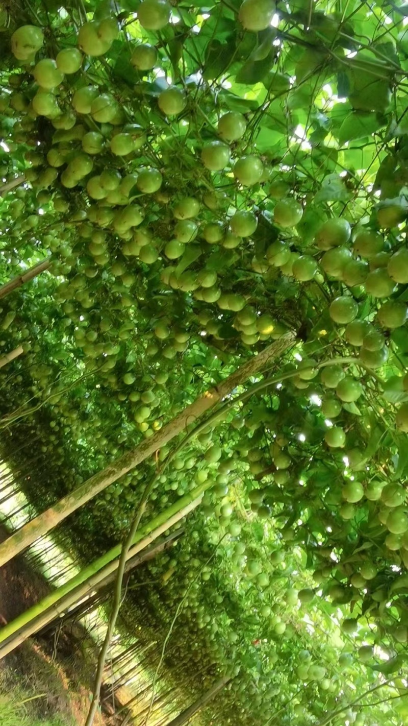 广西灵山黄金百香果9号嫁接苗