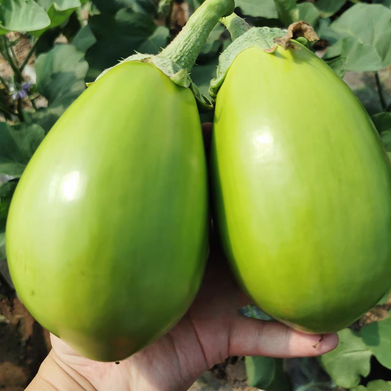 【青茄子】海绵茄子/青皮茄子/青皮圆茄/大量供应