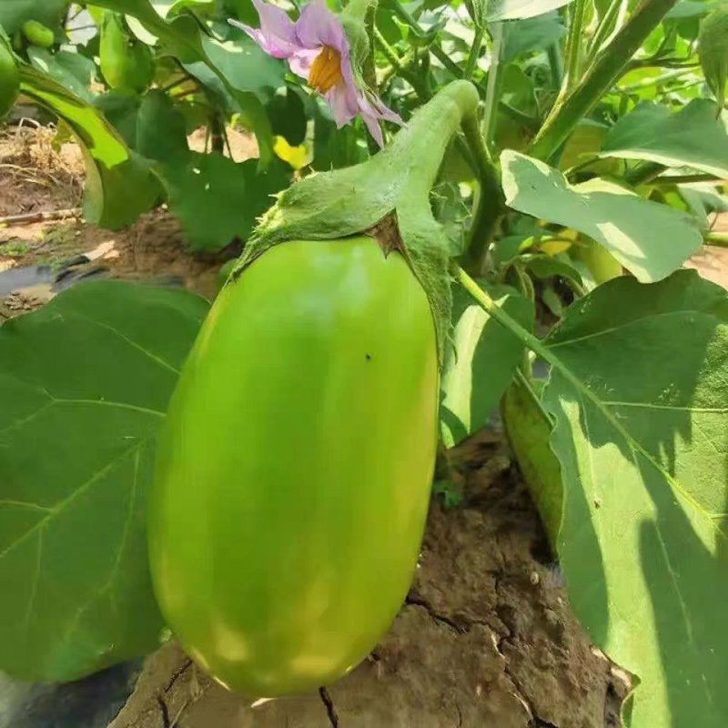 【青茄子】海绵茄子/青皮茄子/青皮圆茄/大量供应