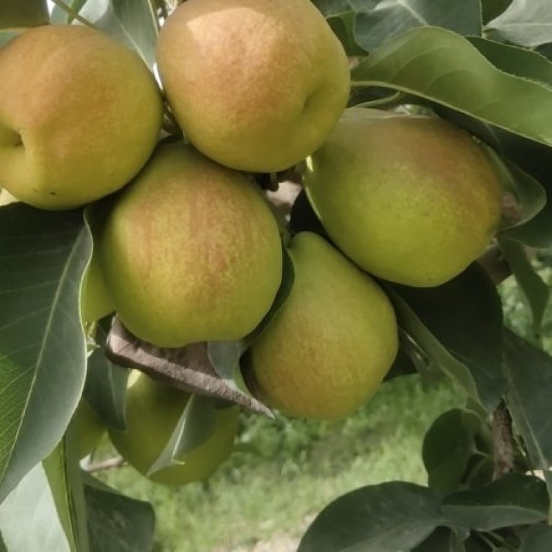 新疆库尔勒香梨
