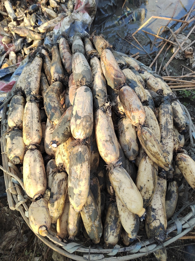 湖北洪湖莲藕沔城粉藕汤藕湖藕田藕产地直发全国发货