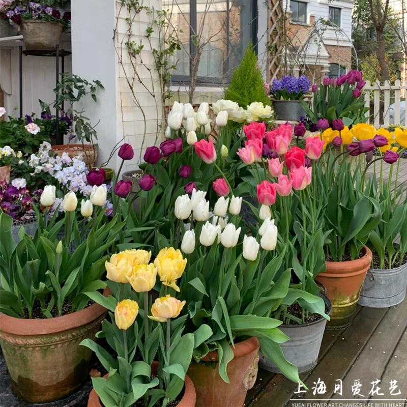 进口郁金香种球大颗当年开花耐寒花卉水培土培盆栽地栽多色混
