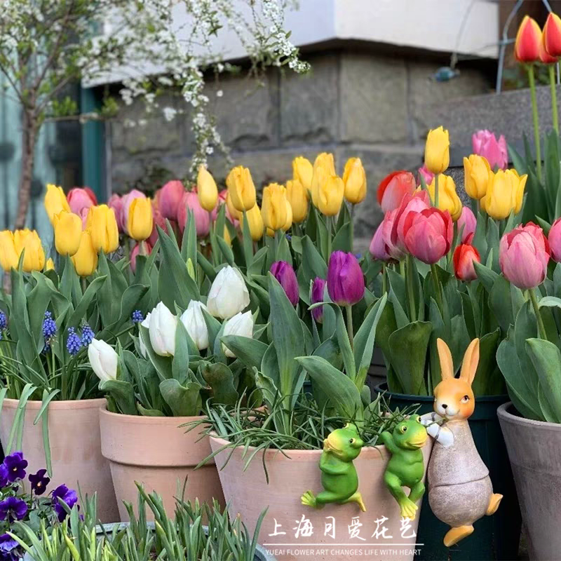 进口郁金香种球大颗当年开花耐寒花卉水培土培盆栽地栽多色混