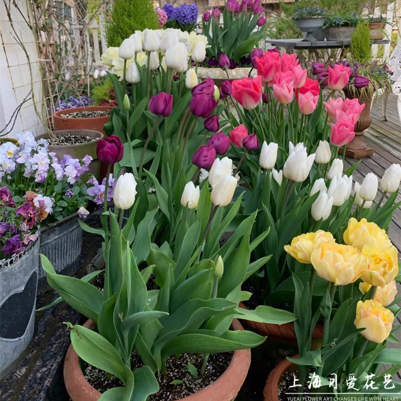 郁金香种球进口四季开花室内外耐寒好养水培郁金香花种球