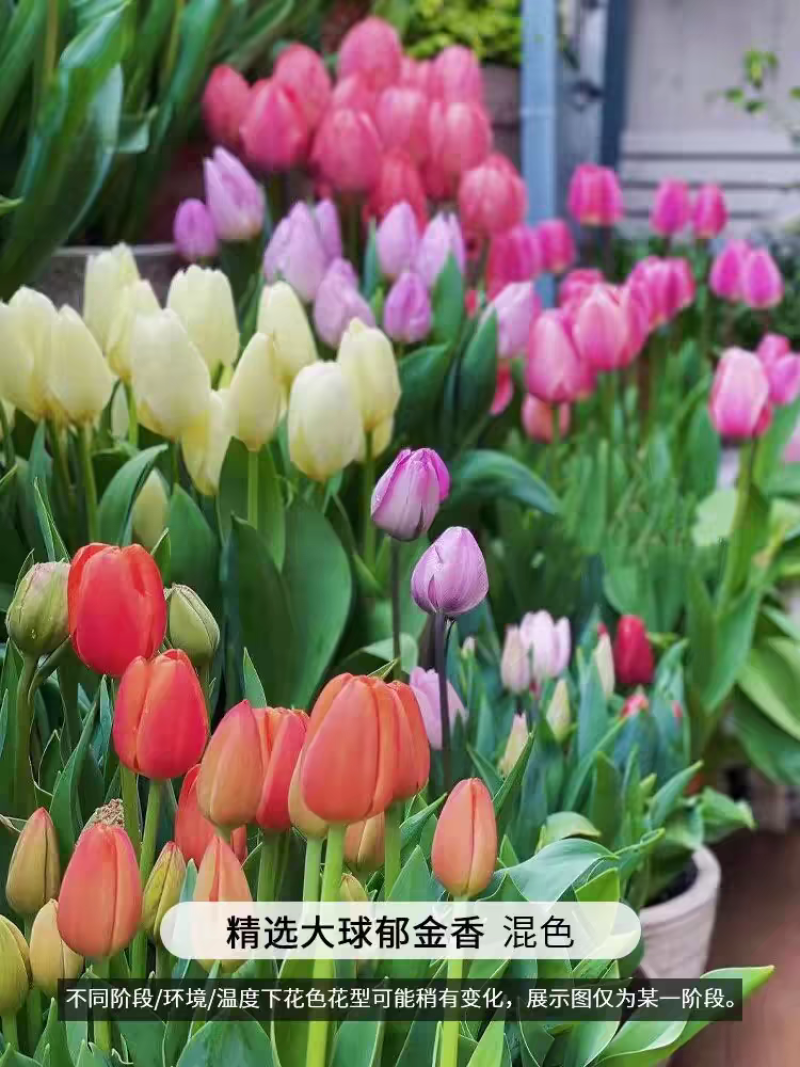 郁金香种球进口四季开花室内外耐寒好养水培郁金香花种球