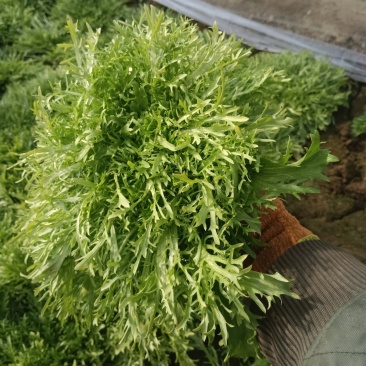 青州苦菊。自营百亩量大从优。全国发货
