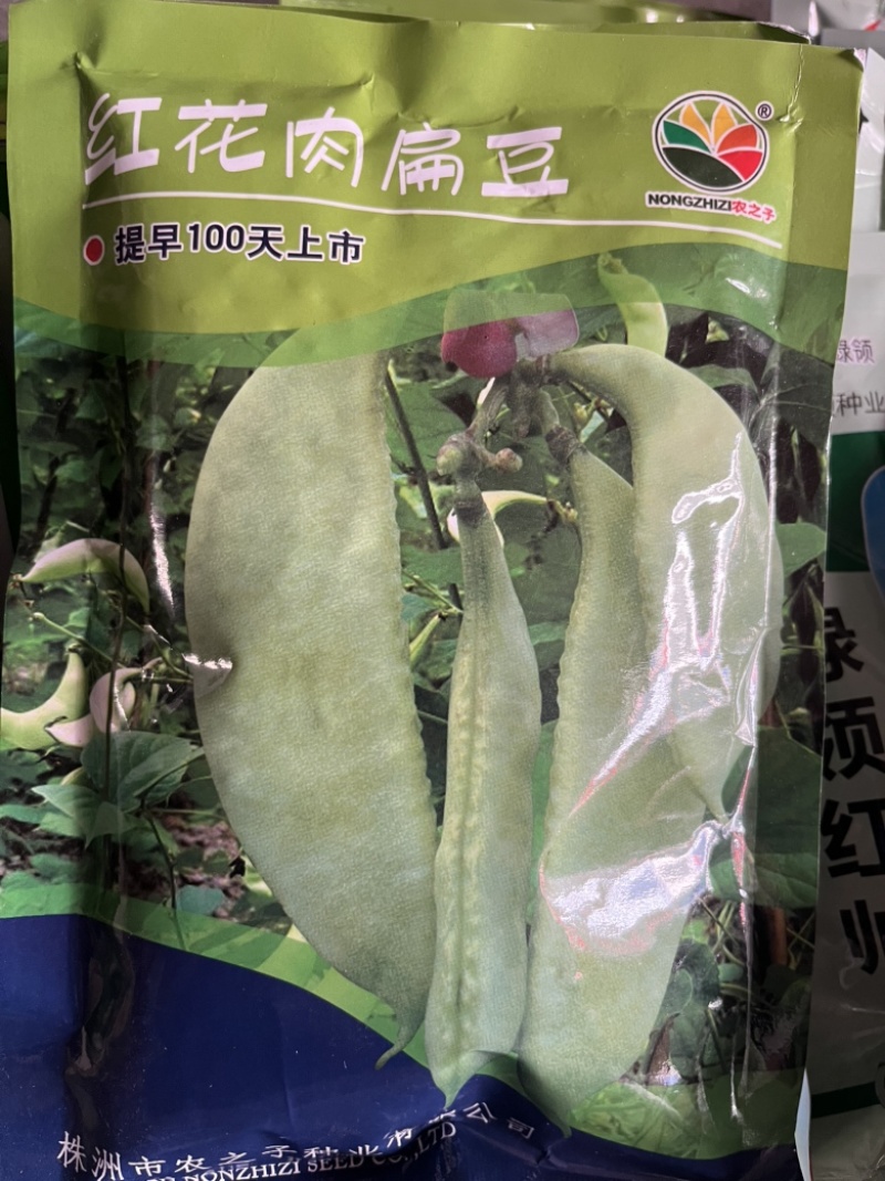 红花肉扁豆提前100天上市，高产抗病