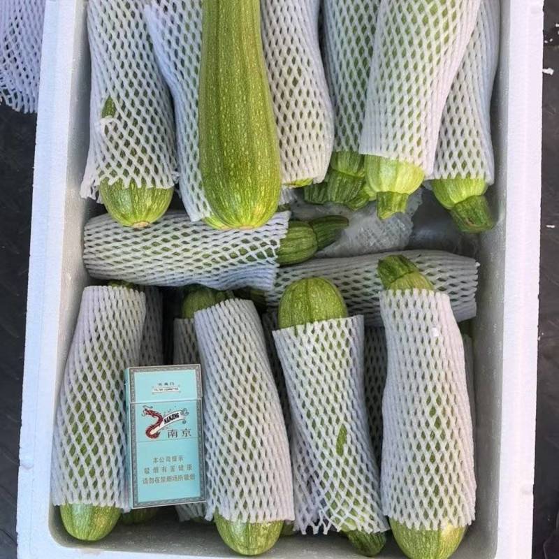 精品西葫芦/云南高山西葫芦/绿皮西葫芦/全国批发供应