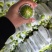精品西葫芦/云南高山西葫芦/绿皮西葫芦/全国批发供应