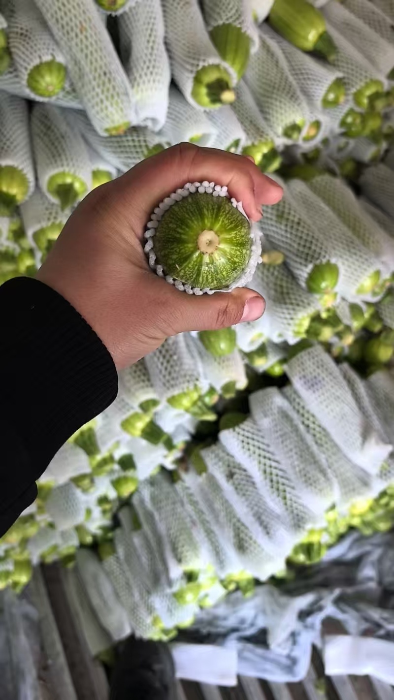 精品西葫芦/云南高山西葫芦/绿皮西葫芦/全国批发供应