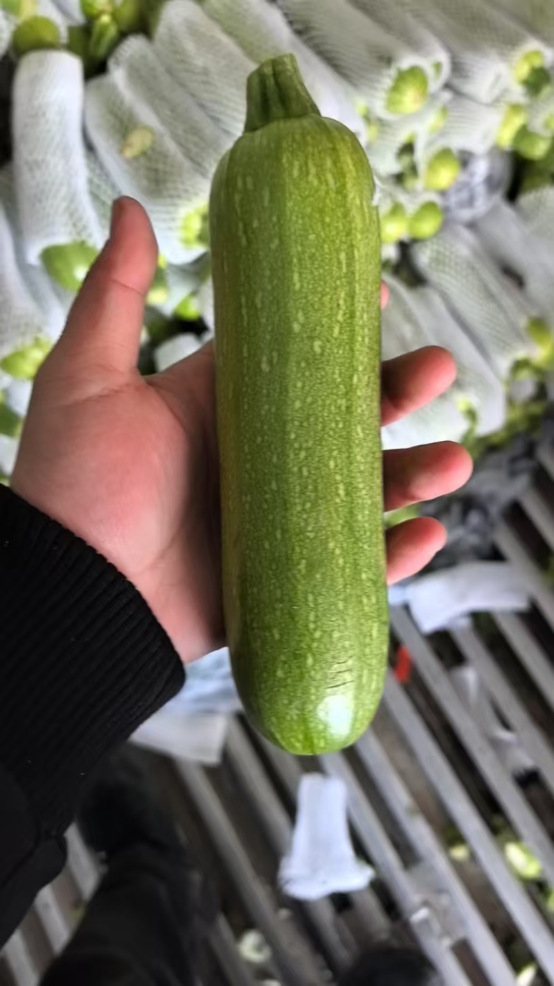 精品西葫芦/云南高山西葫芦/绿皮西葫芦/全国批发供应
