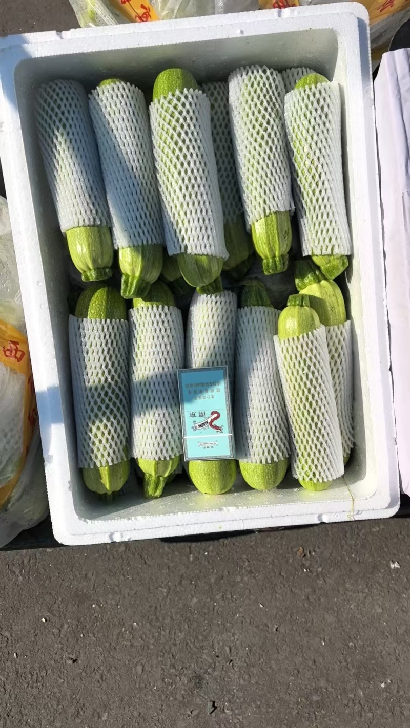 精品西葫芦/云南高山西葫芦/绿皮西葫芦/全国批发供应