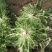 青州苦菊。自营百亩量大从优。全国发货