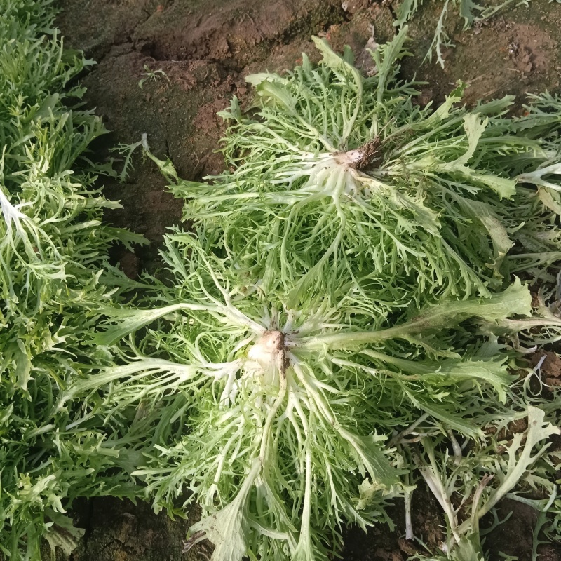青州苦菊。自营百亩量大从优。全国发货
