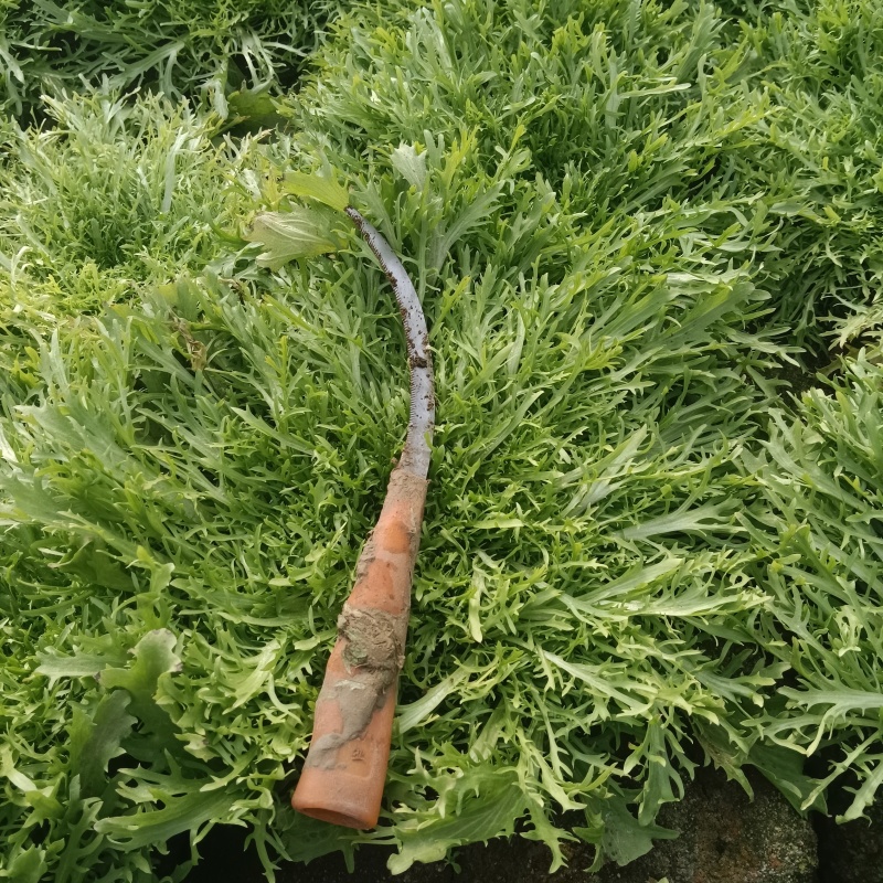 青州苦菊。自营百亩量大从优。全国发货