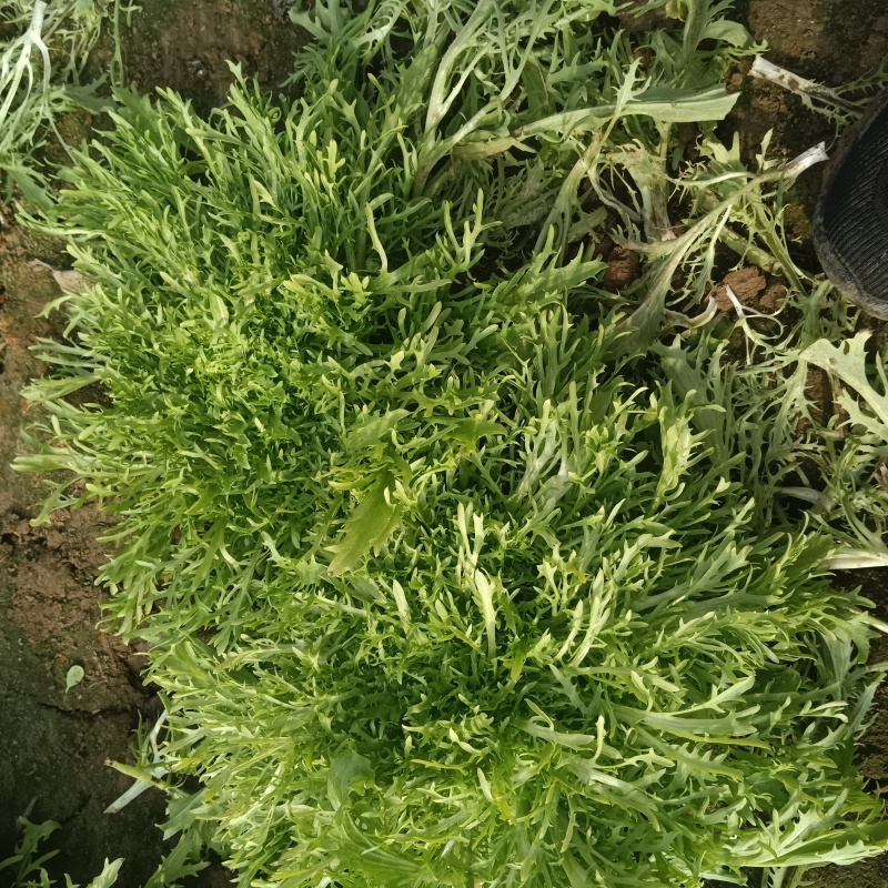 青州苦菊。自营百亩量大从优。全国发货