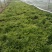 青州苦菊。自营百亩量大从优。全国发货